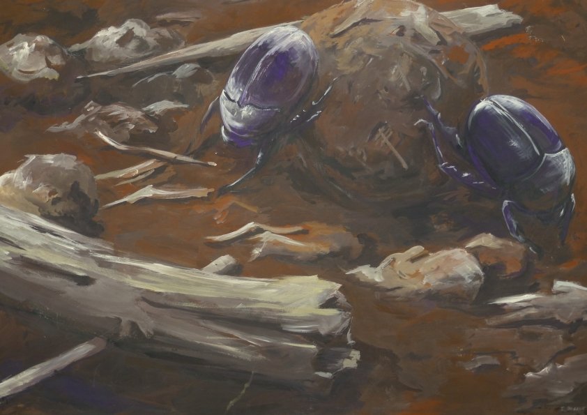 scarabée bouseux